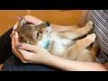 胡麻柴おはぎが物凄いスピードで成犬サイズになるまでの成長記録VLOG【総集編】