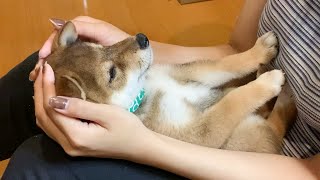 胡麻柴おはぎが物凄いスピードで成犬サイズになるまでの成長記録VLOG【総集編】