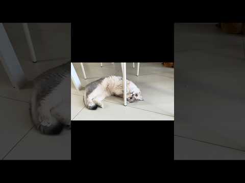 1 year old cat Pepper meowing belly up chilling rolling on floor