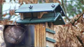 Live from the Owl Box - 2025/2026 Timelapse