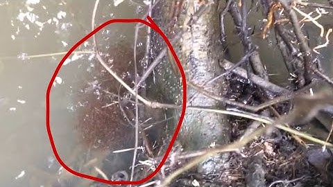 Câu cá lóc nhấp cá bằng vịt con, cú táp pháo nổ và một pha giật đỉnh cao