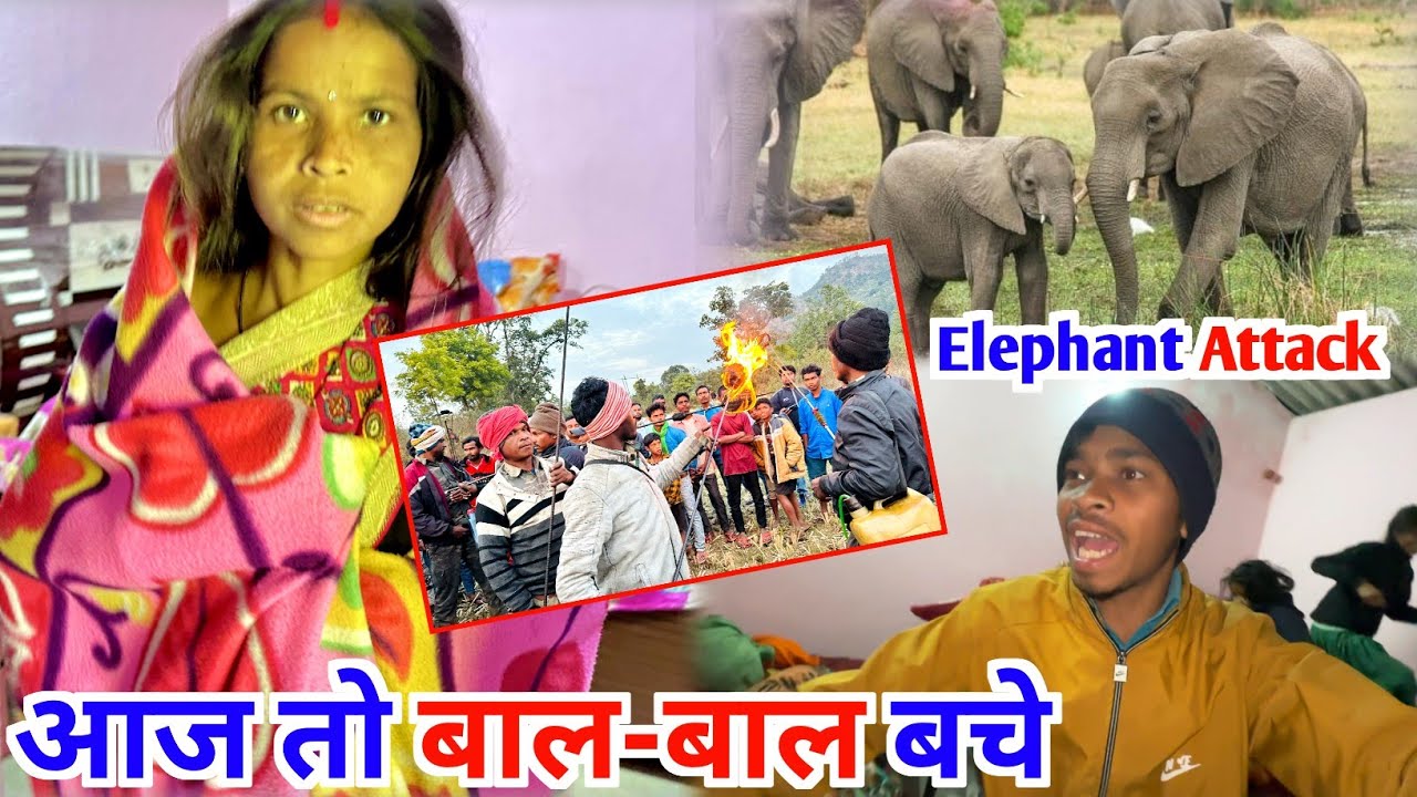 हाथियों का आतंग , आज तो बाल- बाल बचे |