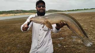 Live attack snakehead fish !! RECORD SIZE  vilage video (ALTAF FISHING)