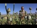 Afghans revel in bountiful opium harvest