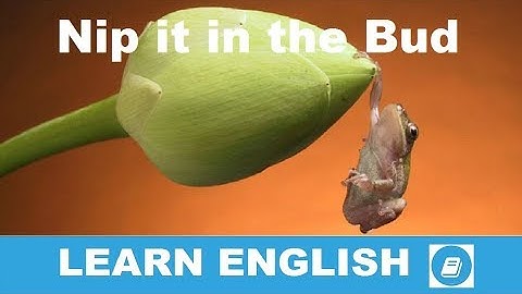 Nip It in the Bud - English Idiom