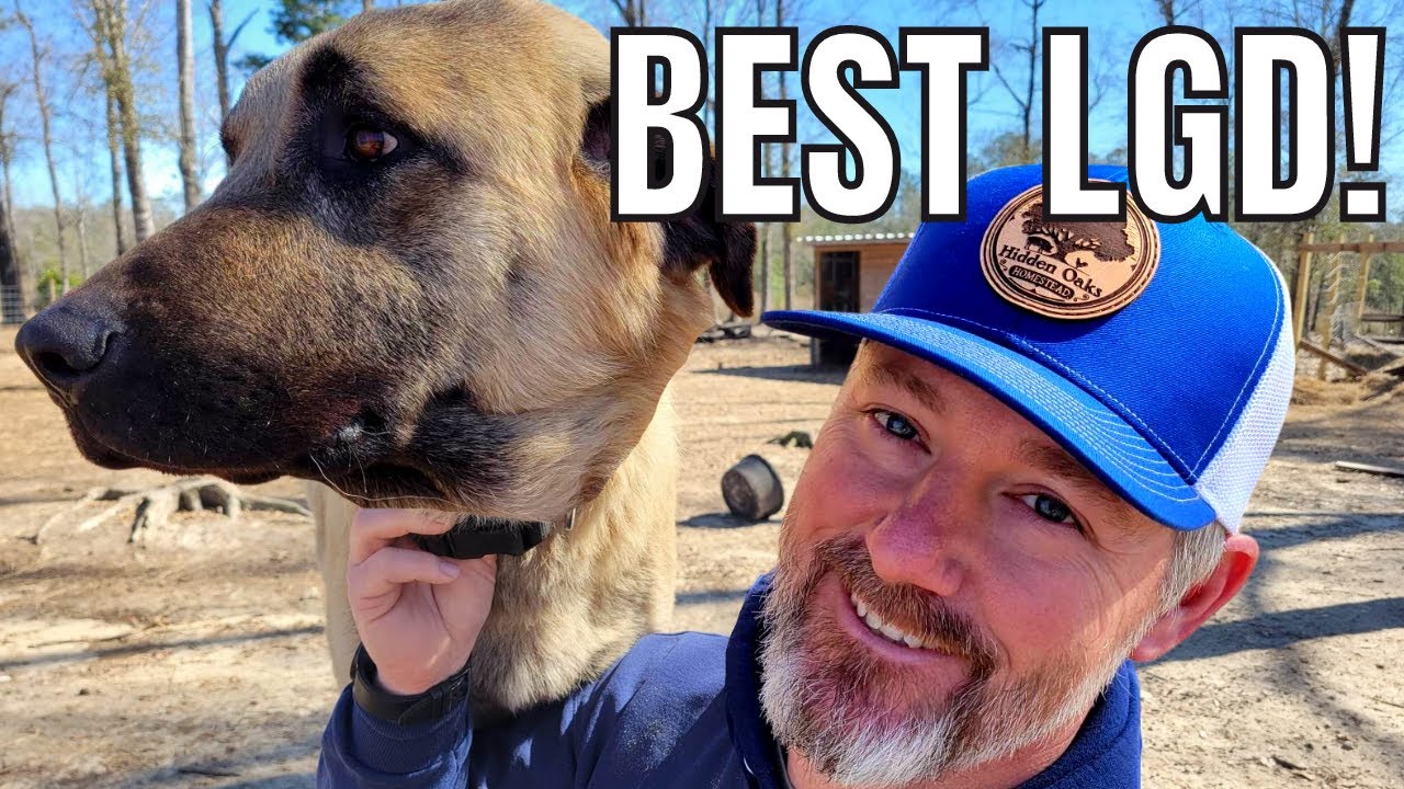 THE BEST livestock guardian dog | Why we choose the ANATOLIAN SHEPHERD or KANGAL