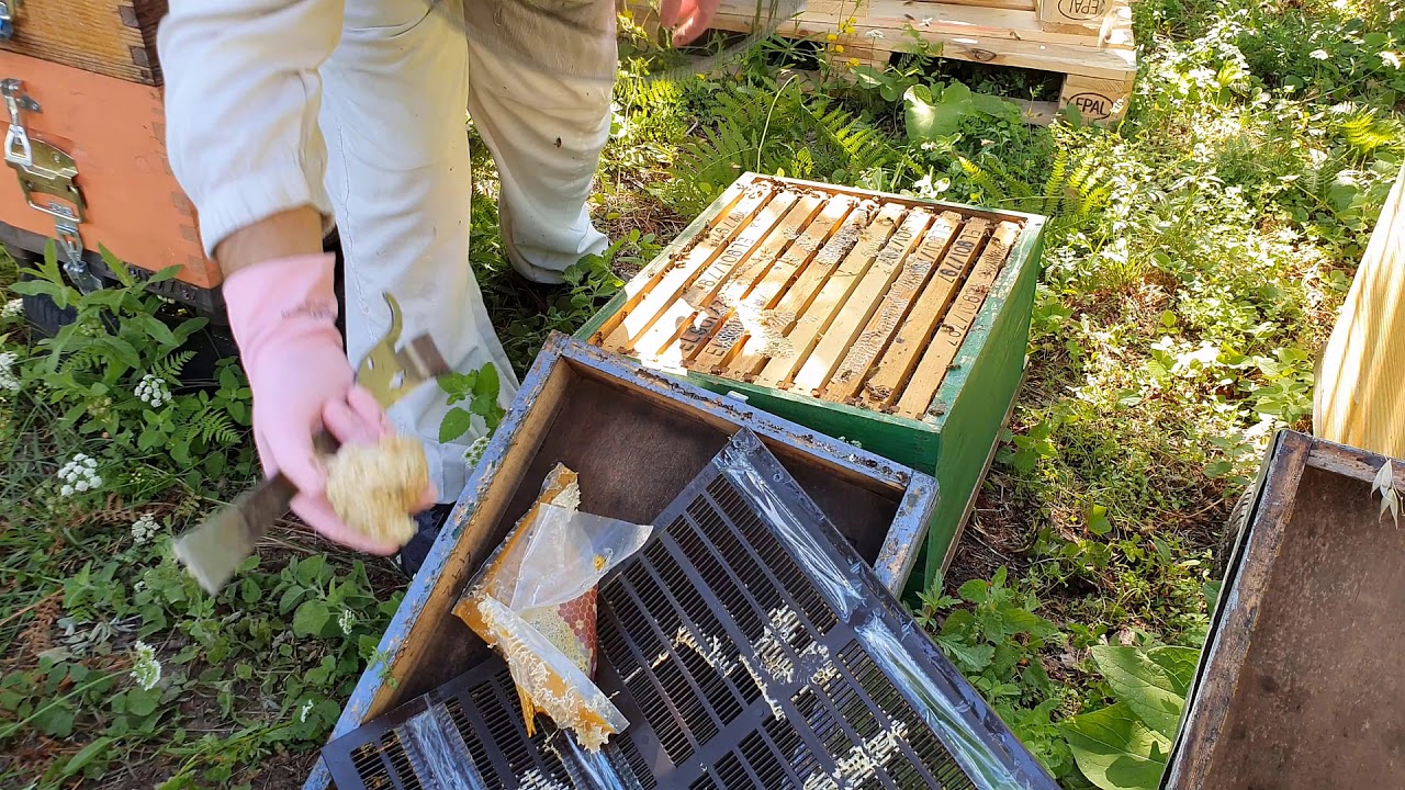 Οι καστανιές φτιάχνουν τα μελίσσια. Ιούνιος 2020