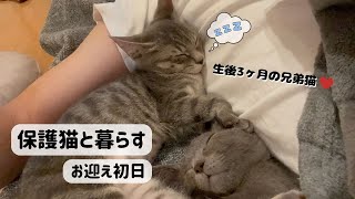 【可愛い家族が増えました】生後3ヶ月の兄弟保護猫との新しい生活【お迎え初日の記録】