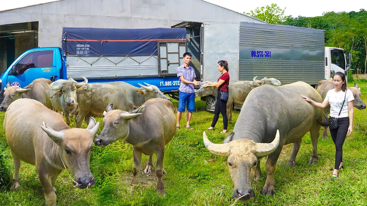 Buy 1000+ Buffaloes from Farmers, Use Truck to Transport and Sell to Traders | Farm Farm TV