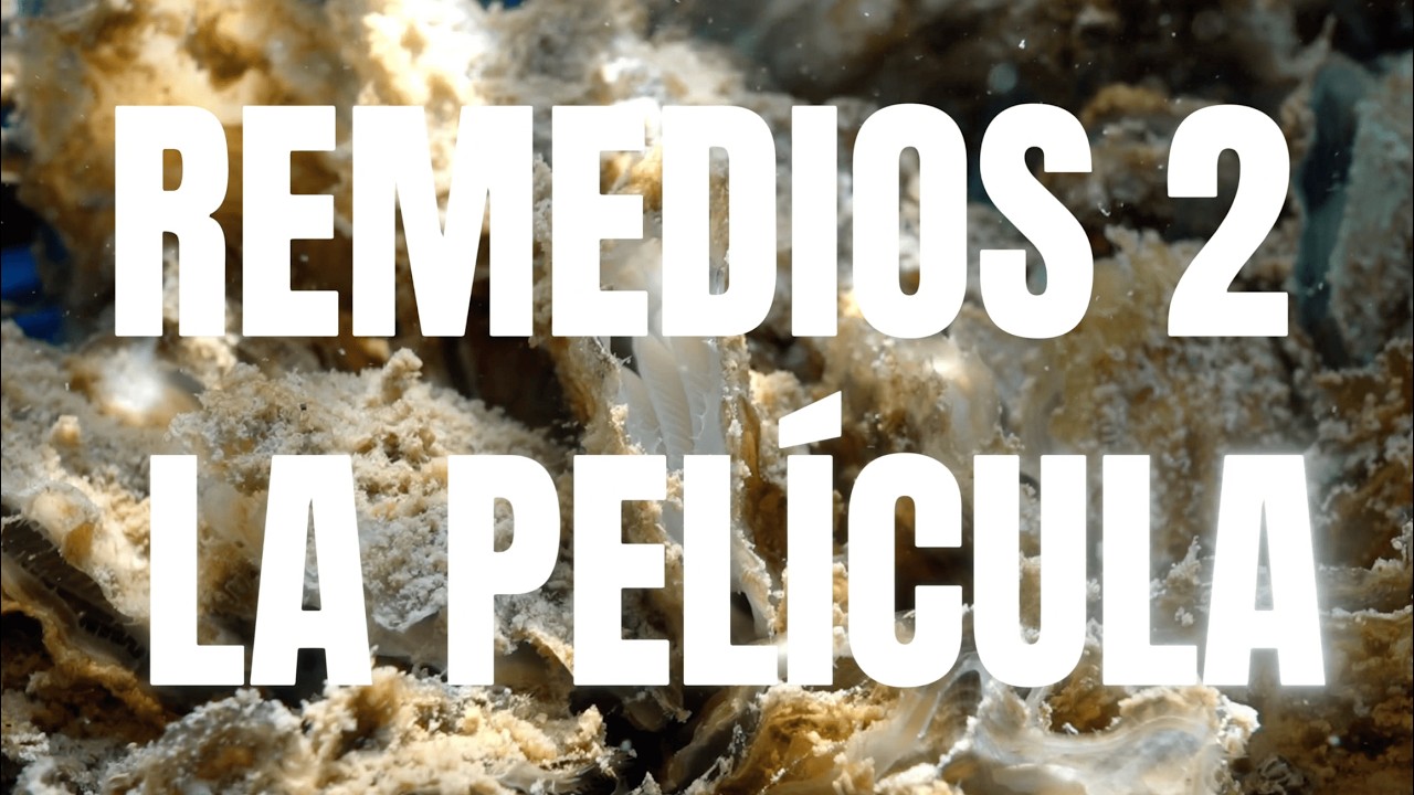 RemediOS-2. Cómo la ostra plana puede ayudar a recuperar el Mar Menor 🦪
