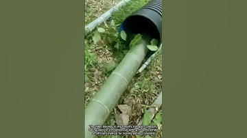 Clever Method to Transport Cut Bamboo Downhill Using Large Plastic Pipes