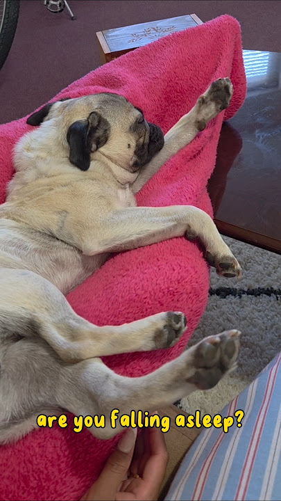 professional sleeping is not so easy #puglife #sleep #love #fun #entertaining