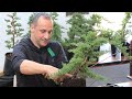 Bonsai juniper beginners how to full demonstration from raw stock to mini bonsai