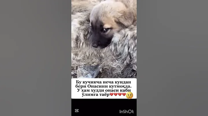 #automobile #challenge #rek #humor #duet #memes #love #music #dance #uzbekistan