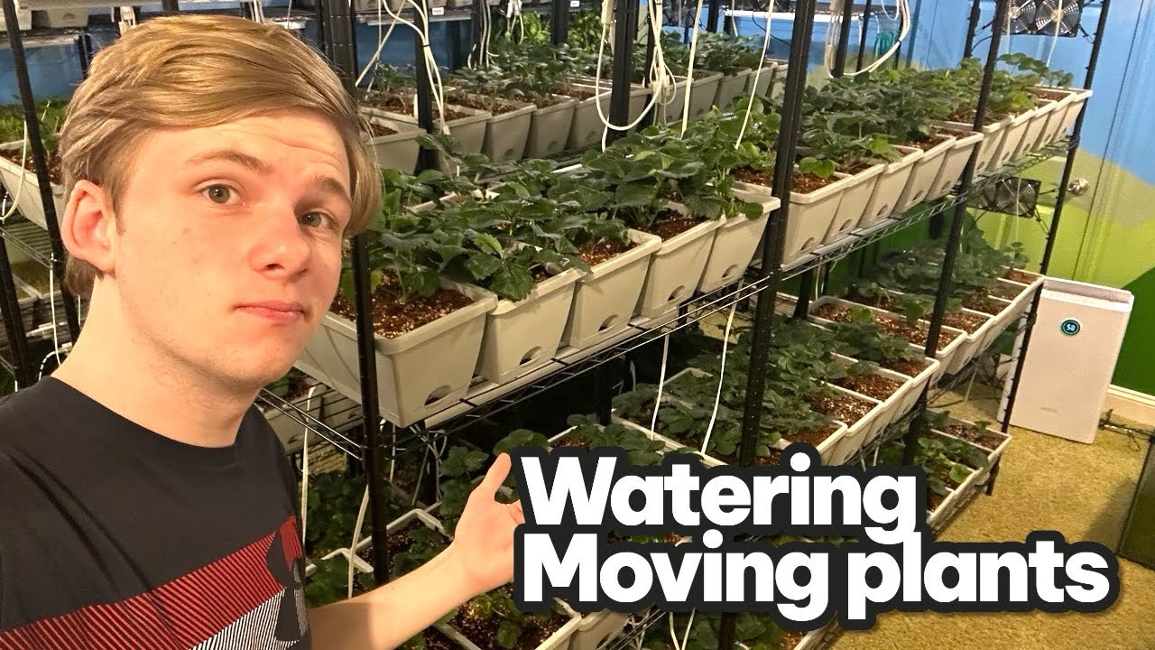 Полив и перемещение растений.