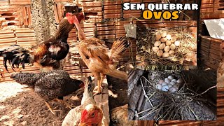 Ninho De Areia O Segredo Para Galinhas Chocarem Sem Quebrar Ovos