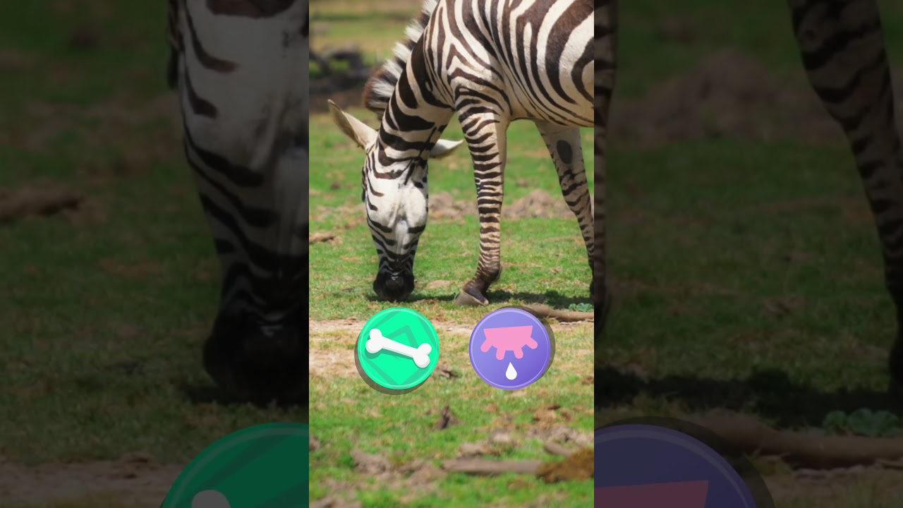Discover the World of ZEBRAS 🦓