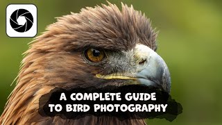 A Complete Guide To Bird Photography