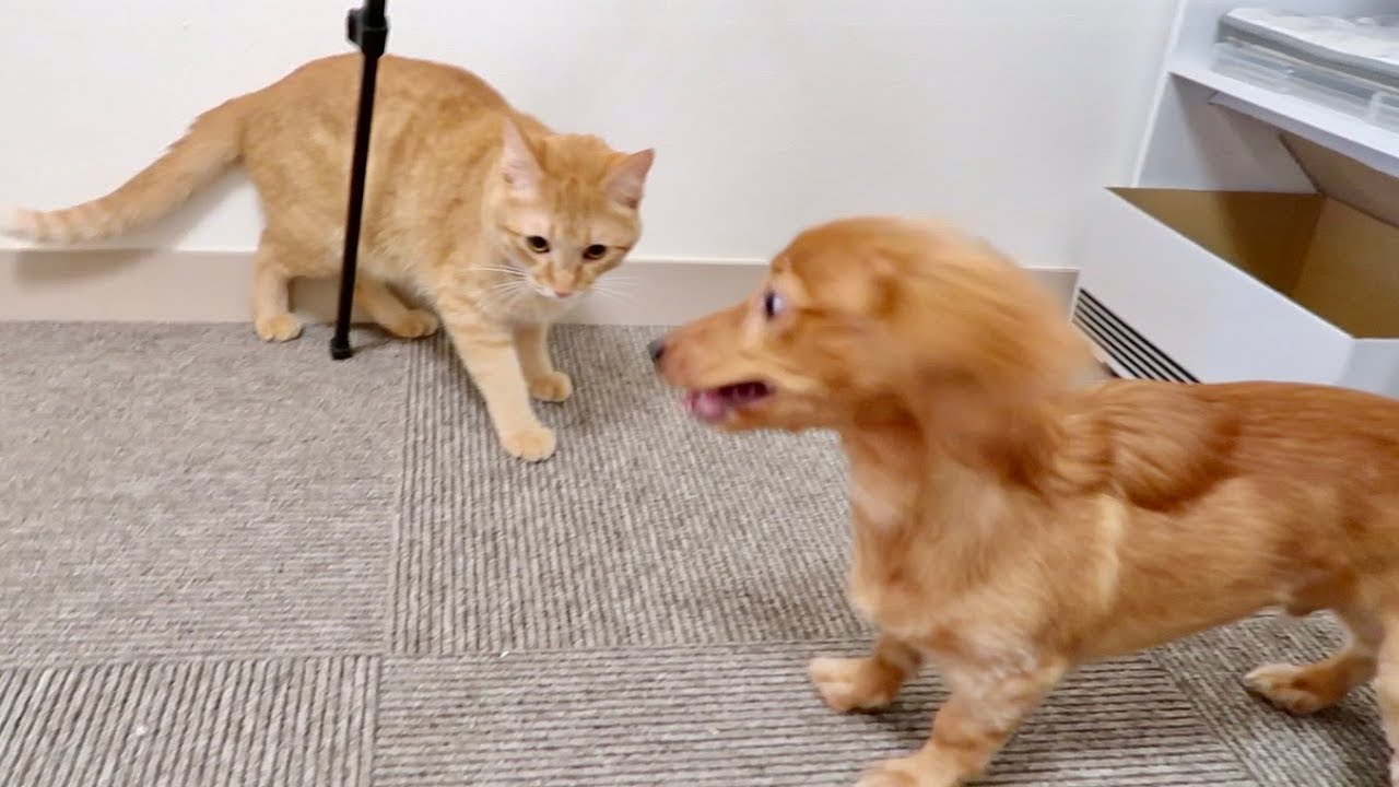 やっぱり猫が好きすぎる犬 Youtube