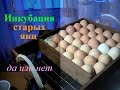 Инкубация старых яиц // Incubation of old eggs
