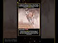 The Hunt Ended Before It Started #wildlife #animals #viral #shorts #animalshorts #facts #omg #wow