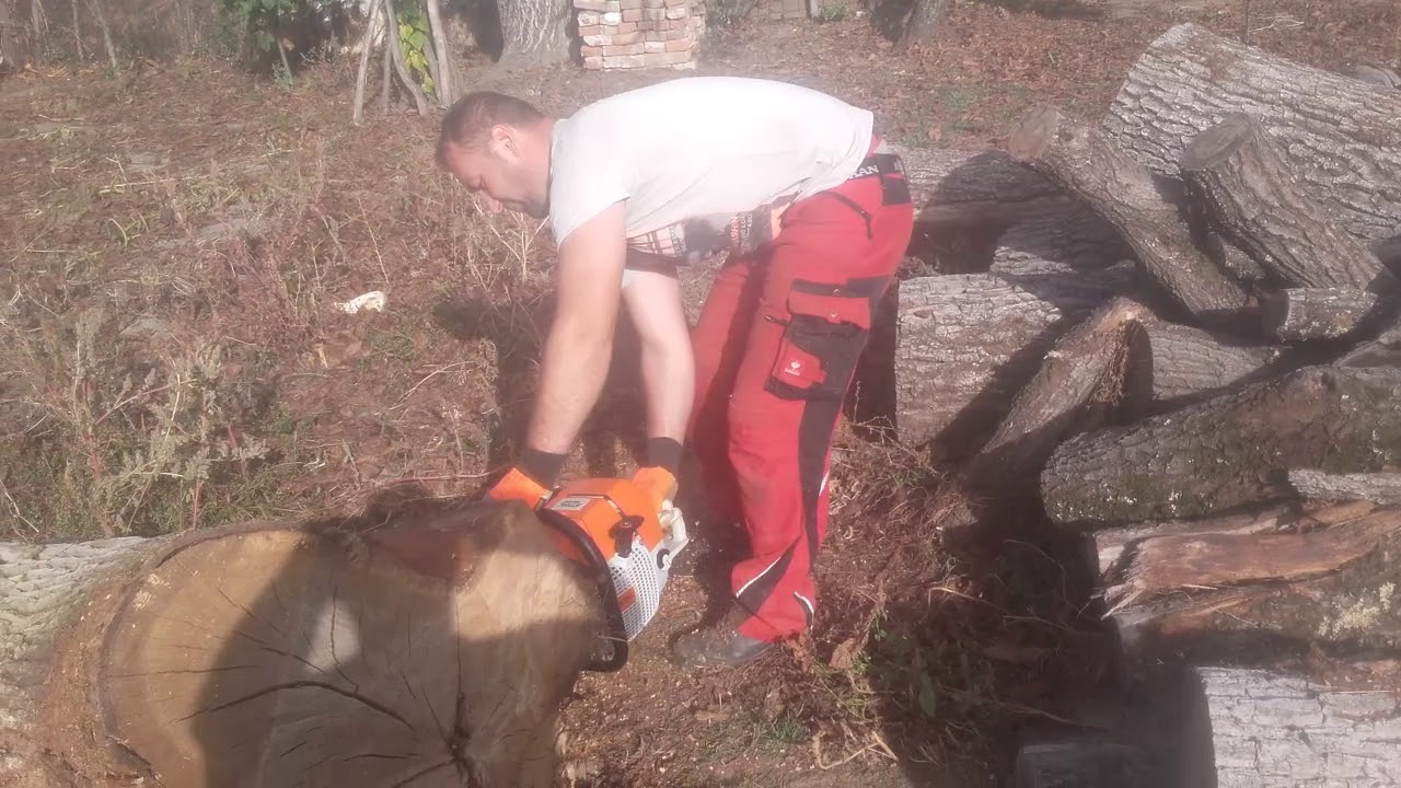 Cutting dry oak with Stihl ms 880 - YouTube