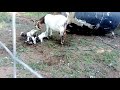 Our first triplets Goat giving birth HTP Boer Goat Farming