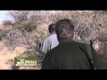 Steenbok Hunting in Namibia