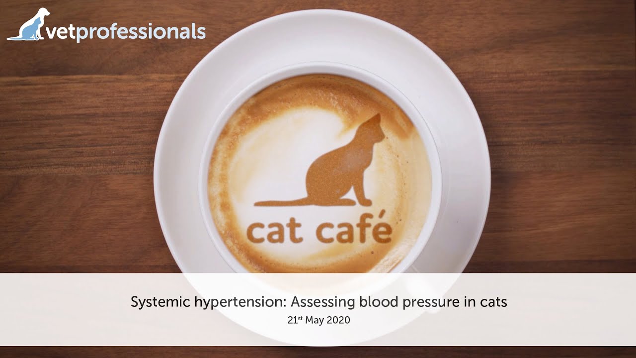 Systemic hypertension: Assessing blood pressure in cats - 21st May 2020