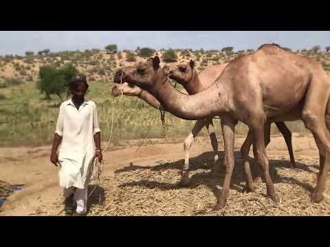 ر ج ل م ن ص ح ر اء ث ر ي س ت خ ر ج الح ب وب م ع الج م ال و ب م س اع د ت ه ا