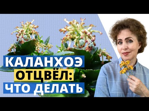 КАЛАНХОЭ. Обрезка Каланхоэ после цветения. Уход за Каланхоэ.