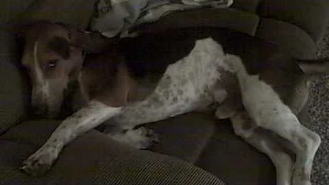 Watch the video about My Security Dog Hard At Work (Basset/Coon Dog Mix)