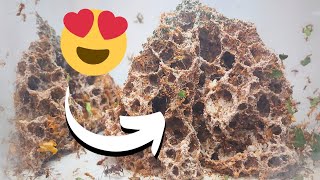 I Created A HUGE Nest for my Leafcutter Ants!!!