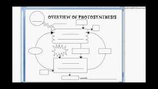 Marchand Biology - Photosynthesis Diagram
