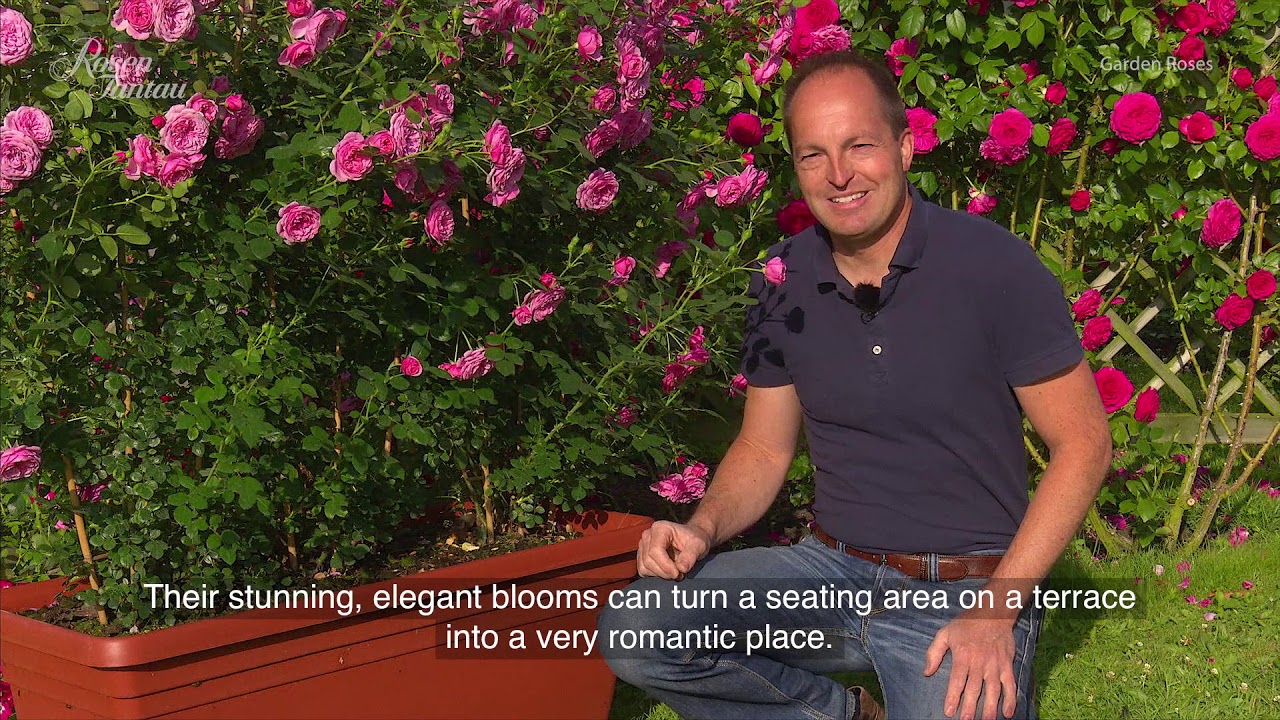 Rosen Tantau – Garden Roses