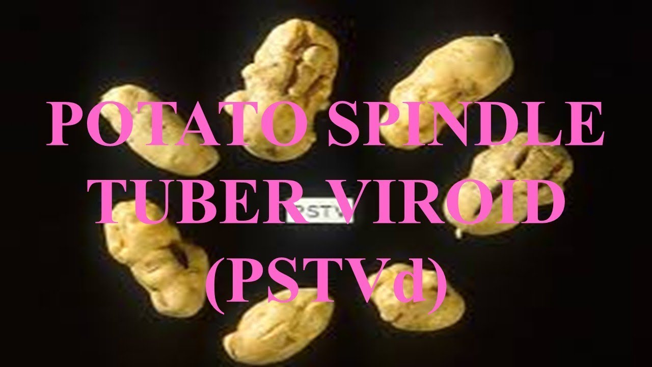 POTATO SPINDLE TUBER VIROID PSTVd YouTube