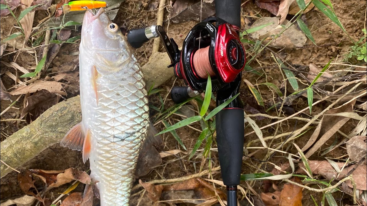 Renew lesen ikan sebarau 2026 Alhamdullah…