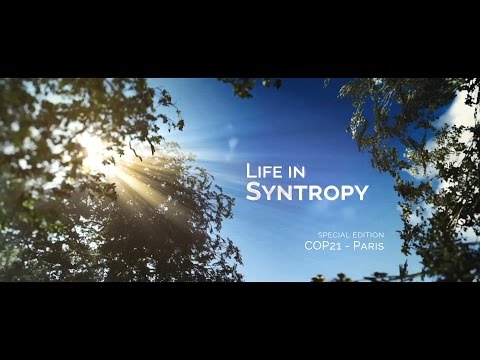 Life in Syntropy