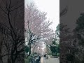 Memories in Japan #japan #japanvibes #japantravel #scenery #visitjapan #思い出 #日本 #日本旅行 #景色 #最高