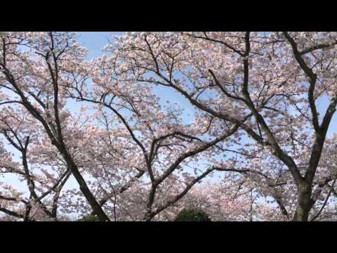 Cherry blossoms at KAMADO Shrine