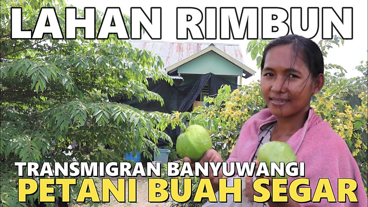 BUAH MANIS PERJUANGAN TRANSMIGRAN ASAL BANYUWANGI DI LAHAN TRANSMIGRASI SP6B TANJUNG BUKA KALIMANTAN