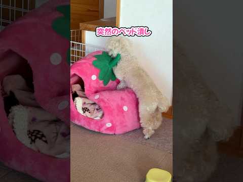 そこに行くまでのクセが強いトイプードル #shorts #トイプードル #元保護犬