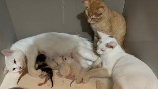 Cat giving birth