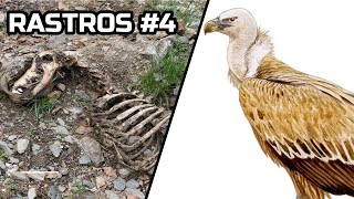 RASTREO #4 - Carroña de Buitre leonado (Gyps fulvus)