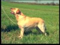 The Labrador - Pet Dog Documentary English