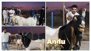 ANDU Mela In Padgha at legend Goat Farm. by Asif STD STAR GOATS FARM