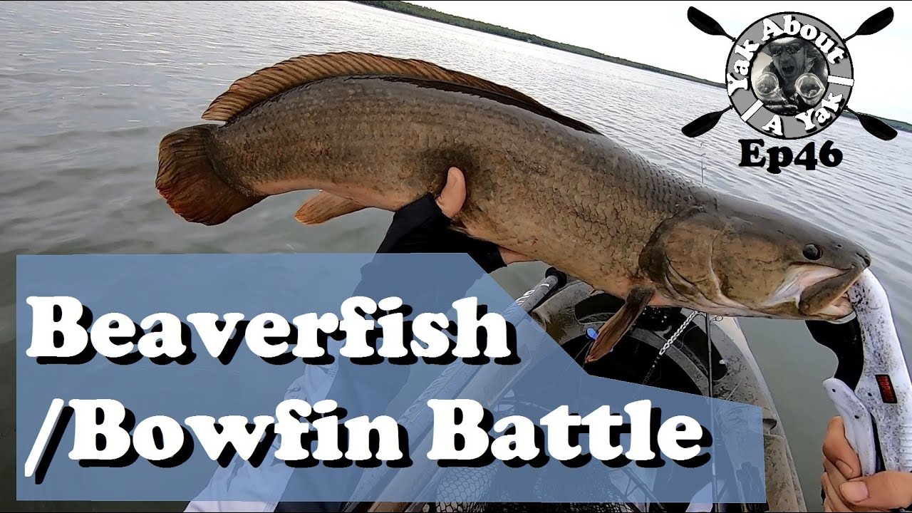 YAAY Ep46 - Beaverfish/Bowfin Battle - YouTube