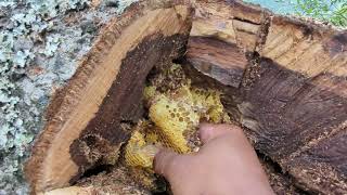 Hunting Bees in the forest and harvesting Honey #bees #beehive #nature #honeybees #harvesting