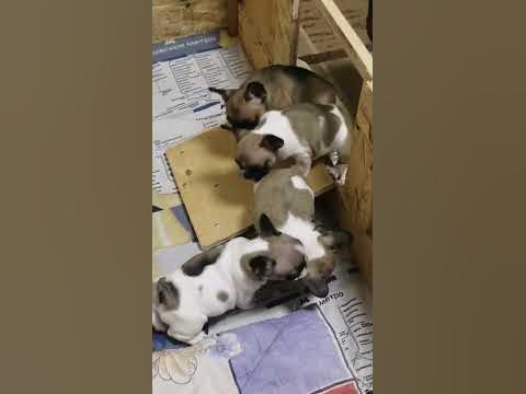 #французики #французскийбульдог #щенкифранцузскогобульдога - YouTube