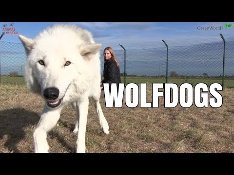 Gigantic White Wolfdog Ghost Lookalike